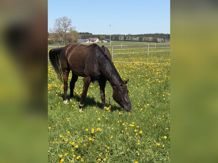 Caballo de deporte alemán Caballo castrado 4 años 170 cm Alazán-tostado in Altusried