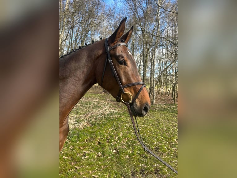 Caballo de deporte alemán Caballo castrado 4 años 170 cm Castaño in Gomadingen