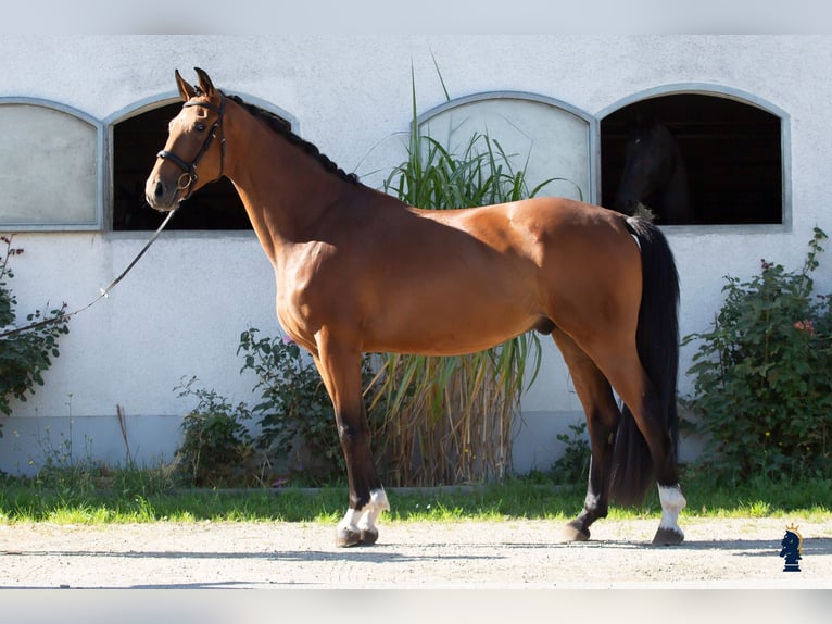 Caballo de deporte alemán Caballo castrado 4 años 170 cm Castaño in Karlsfeld