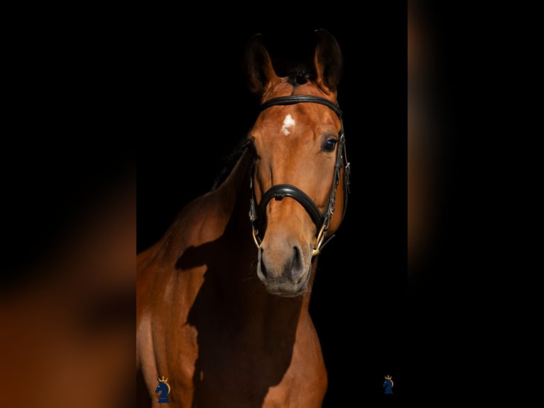 Caballo de deporte alemán Caballo castrado 4 años 170 cm Castaño in Karlsfeld