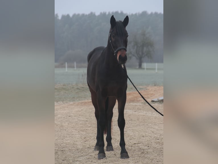 Caballo de deporte alemán Caballo castrado 4 años 170 cm Castaño in Wilhermsdorf