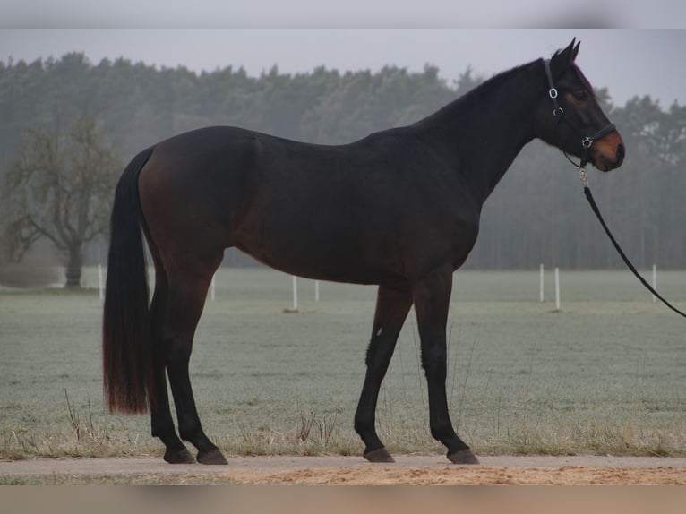 Caballo de deporte alemán Caballo castrado 4 años 170 cm Castaño in Wilhermsdorf