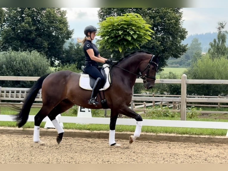 Caballo de deporte alemán Caballo castrado 4 años 170 cm Castaño in Rottenburg an der Laaber