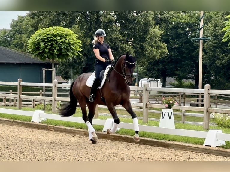 Caballo de deporte alemán Caballo castrado 4 años 170 cm Castaño in Rottenburg an der Laaber