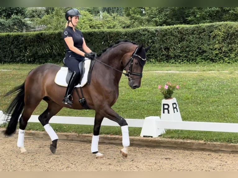 Caballo de deporte alemán Caballo castrado 4 años 170 cm Castaño in Rottenburg an der Laaber