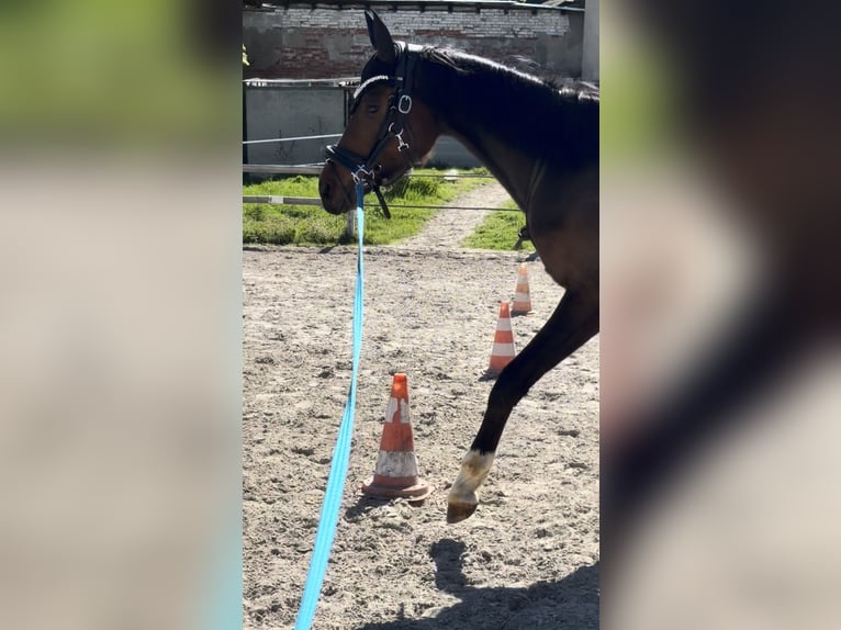 Caballo de deporte alemán Caballo castrado 4 años 170 cm Castaño in Wengelsdorf