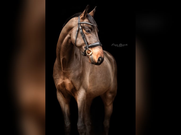 Caballo de deporte alemán Caballo castrado 4 años 170 cm Castaño in Kümmersbruck