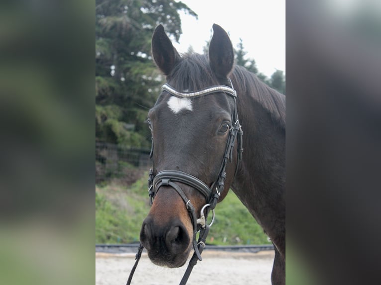 Caballo de deporte alemán Caballo castrado 4 años 170 cm Castaño in Bad Lauchst&#xE4;dt
