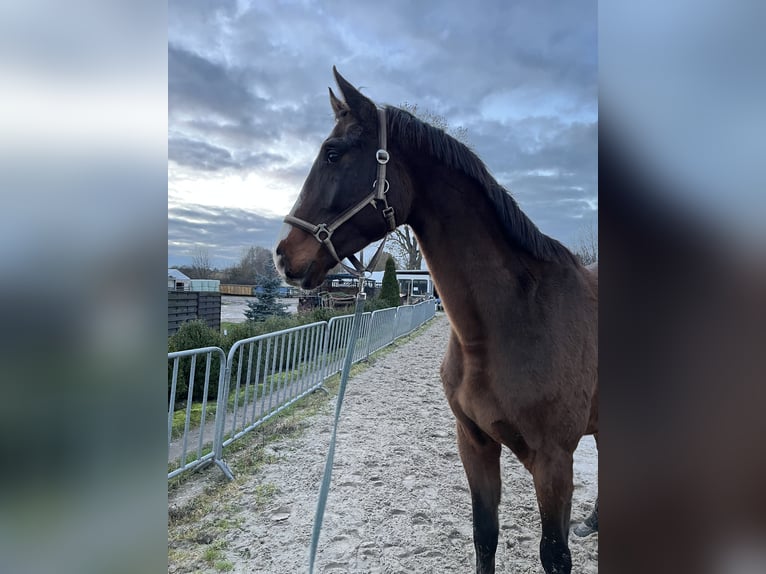 Caballo de deporte alemán Caballo castrado 4 años 170 cm Castaño in Chemnitz