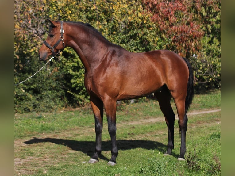 Caballo de deporte alemán Caballo castrado 4 años 170 cm Castaño in Szarvas