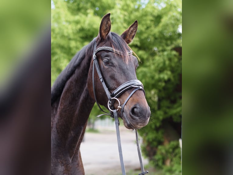 Caballo de deporte alemán Caballo castrado 4 años 170 cm Castaño oscuro in Brieselang