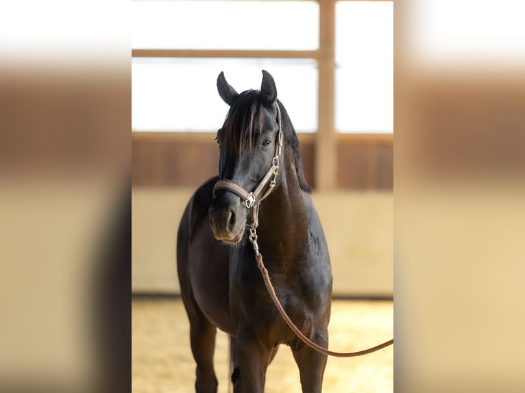 Caballo de deporte alemán Caballo castrado 4 años 170 cm Castaño oscuro in Kraiburg am Inn