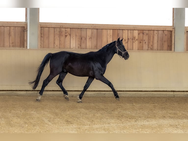 Caballo de deporte alemán Caballo castrado 4 años 170 cm Castaño oscuro in Kraiburg am Inn