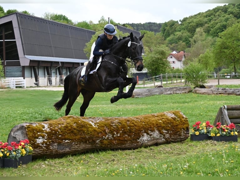 Caballo de deporte alemán Caballo castrado 4 años 170 cm Morcillo in Gomadingen