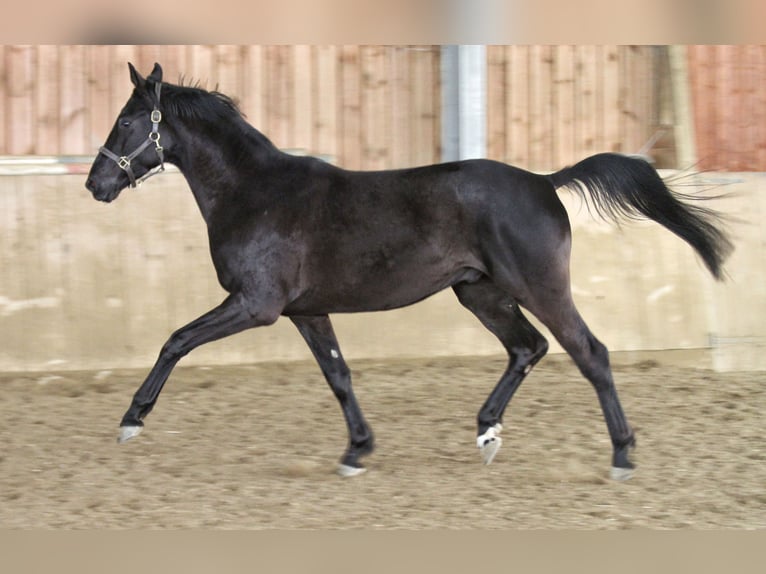 Caballo de deporte alemán Caballo castrado 4 años 170 cm Morcillo in Velden