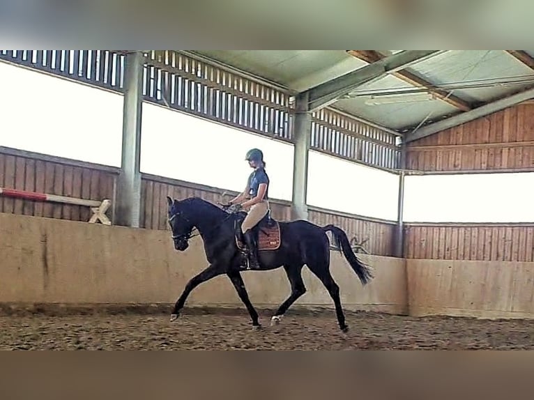 Caballo de deporte alemán Caballo castrado 4 años 170 cm Morcillo in Velden