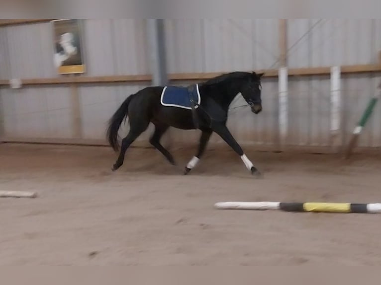 Caballo de deporte alemán Caballo castrado 4 años 170 cm Morcillo in Artern