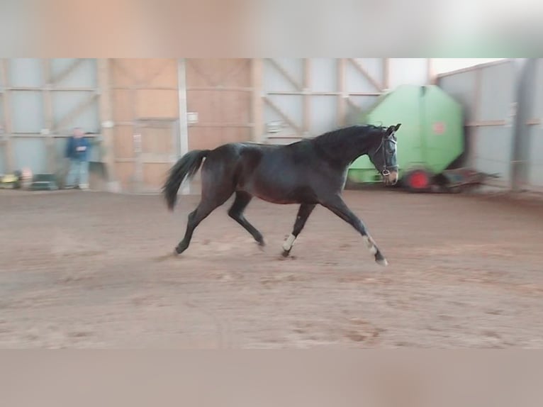 Caballo de deporte alemán Caballo castrado 4 años 170 cm Morcillo in Artern