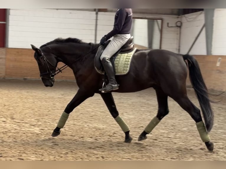 Caballo de deporte alemán Caballo castrado 4 años 170 cm Negro in Wansdorf