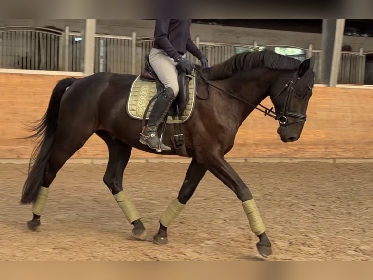 Caballo de deporte alemán Caballo castrado 4 años 170 cm Negro in Wansdorf