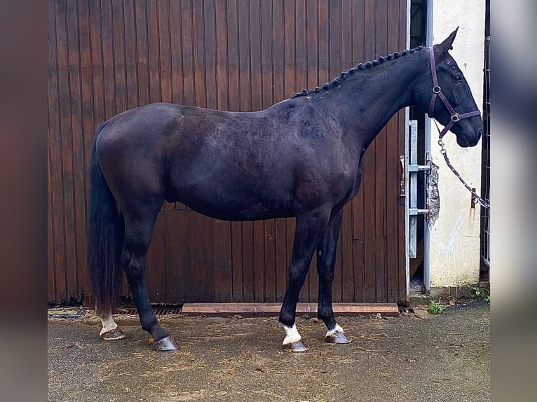 Caballo de deporte alemán Caballo castrado 4 años 170 cm Negro in Worms