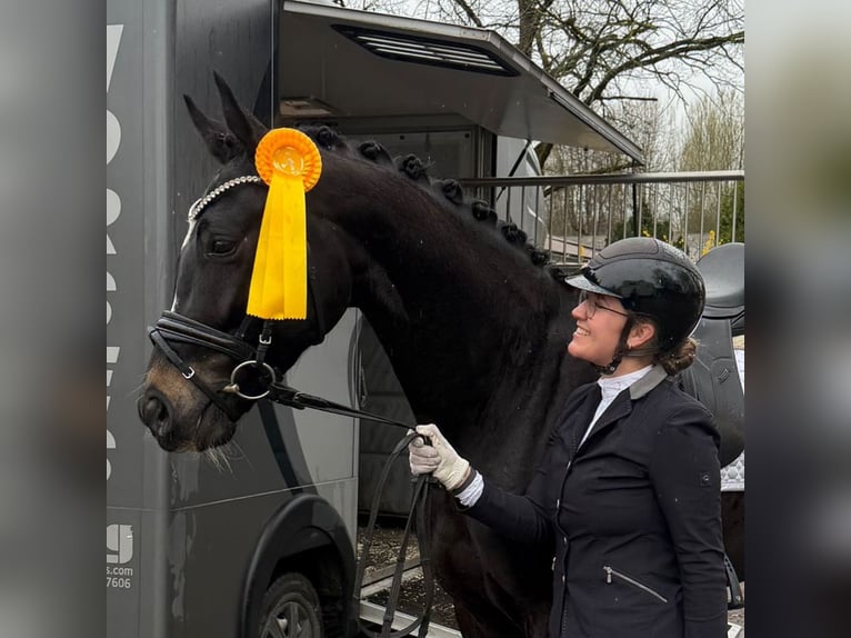 Caballo de deporte alemán Caballo castrado 4 años 170 cm Negro in Tübingen
