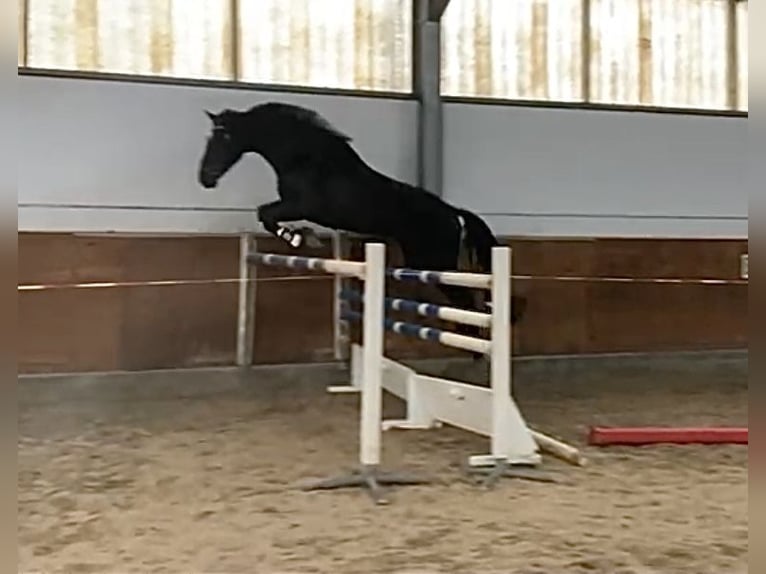 Caballo de deporte alemán Caballo castrado 4 años 170 cm Negro in BerlinBerlin