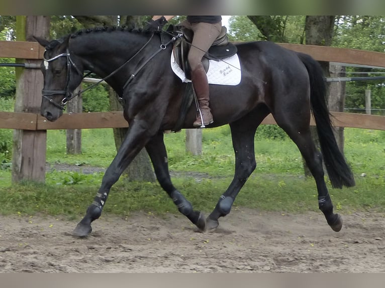 Caballo de deporte alemán Caballo castrado 4 años 170 cm Negro in BerlinBerlin