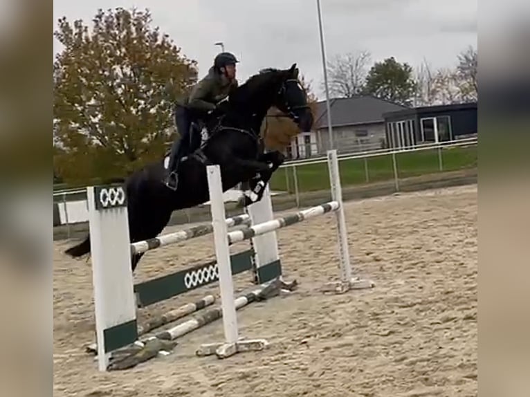 Caballo de deporte alemán Caballo castrado 4 años 170 cm Negro in BerlinBerlin