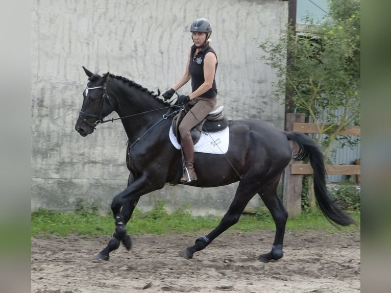 Caballo de deporte alemán Caballo castrado 4 años 170 cm Negro in BerlinBerlin