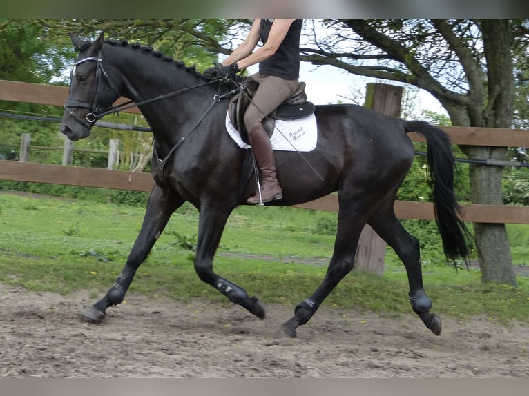 Caballo de deporte alemán Caballo castrado 4 años 170 cm Negro in BerlinBerlin