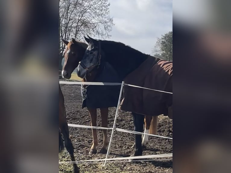 Caballo de deporte alemán Caballo castrado 4 años 170 cm Tordo in Friesack