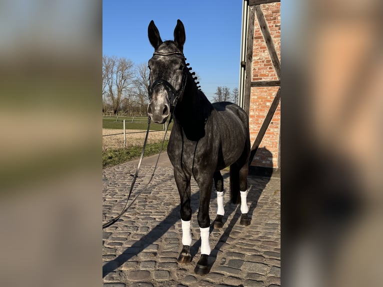 Caballo de deporte alemán Caballo castrado 4 años 170 cm Tordo in Friesack