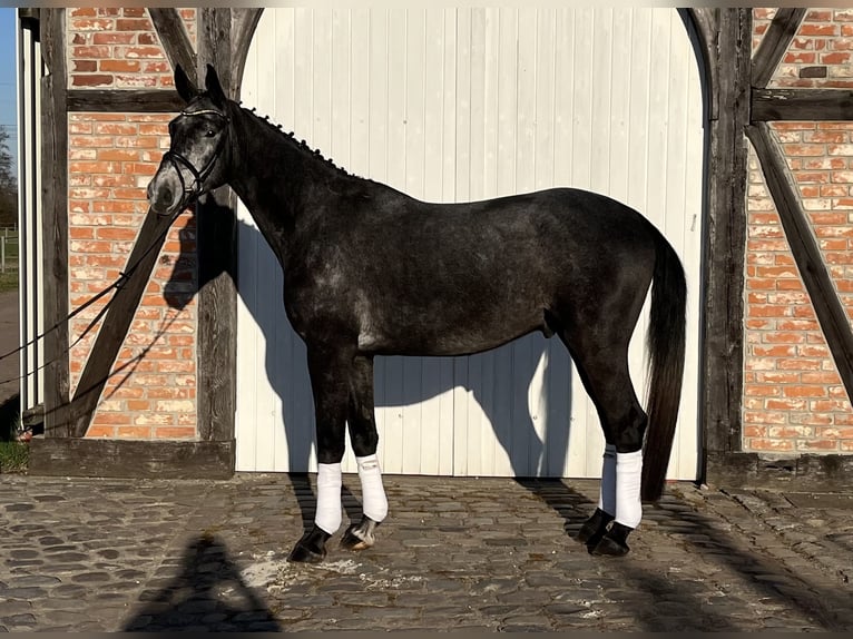 Caballo de deporte alemán Caballo castrado 4 años 170 cm Tordo in Friesack