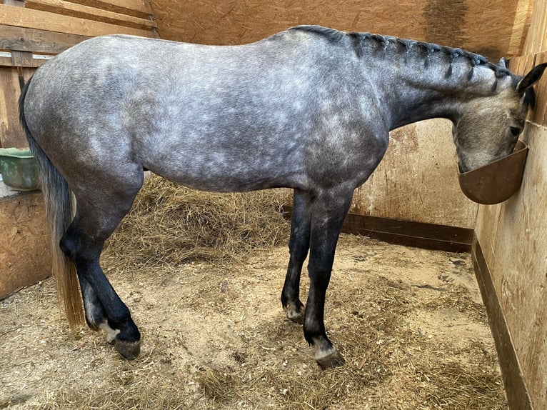 Caballo de deporte alemán Caballo castrado 4 años 170 cm Tordo in Neidhartshausen