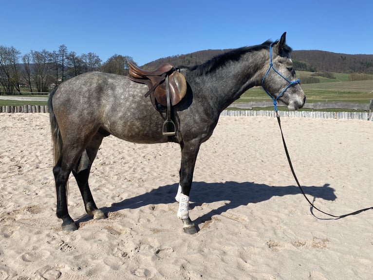 Caballo de deporte alemán Caballo castrado 4 años 170 cm Tordo in Neidhartshausen