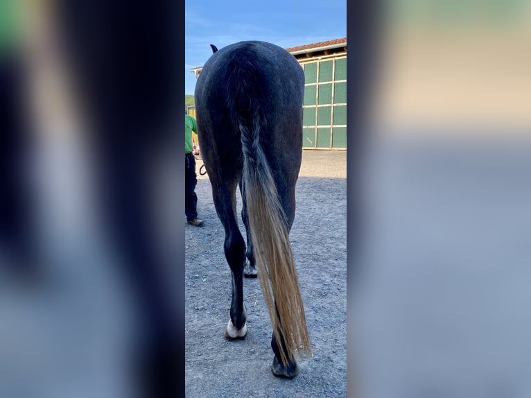Caballo de deporte alemán Caballo castrado 4 años 170 cm Tordo in Neidhartshausen