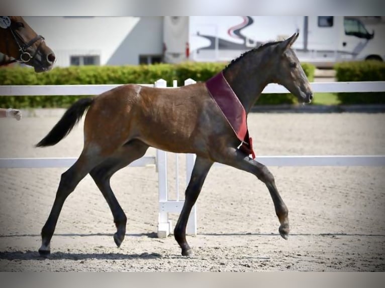 Caballo de deporte alemán Caballo castrado 4 años 170 cm Tordo in Mieste