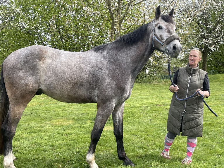 Caballo de deporte alemán Caballo castrado 4 años 170 cm Tordo in Buchholz (Westerwald)