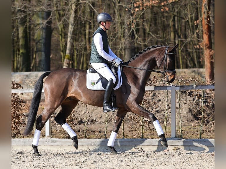 Caballo de deporte alemán Caballo castrado 4 años 171 cm Castaño in Moritzburg