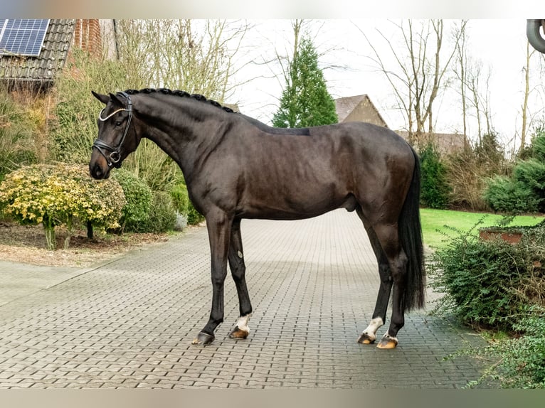 Caballo de deporte alemán Caballo castrado 4 años 171 cm Castaño in Lippetal