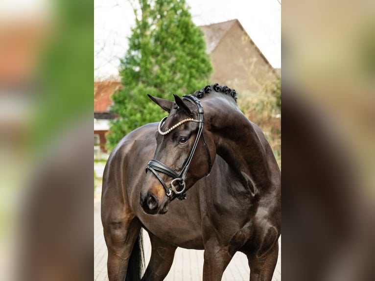 Caballo de deporte alemán Caballo castrado 4 años 171 cm Castaño in Lippetal