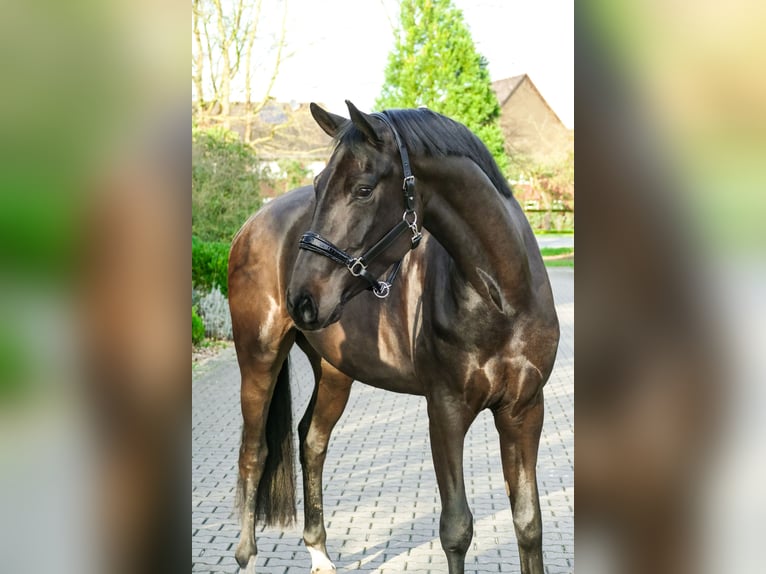 Caballo de deporte alemán Caballo castrado 4 años 171 cm Castaño in Lippetal