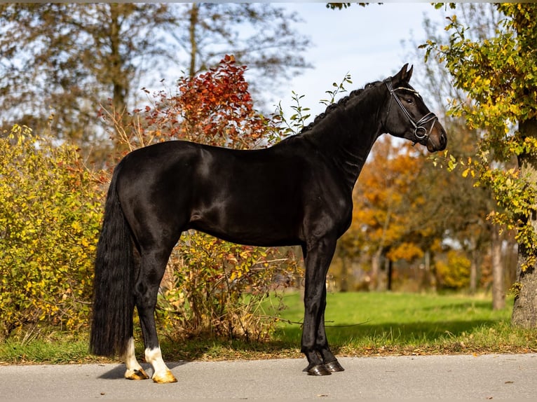 Caballo de deporte alemán Caballo castrado 4 años 171 cm Castaño oscuro in Rosenheim