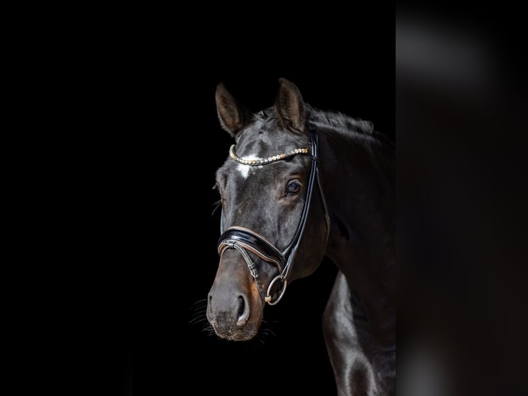 Caballo de deporte alemán Caballo castrado 4 años 171 cm Castaño oscuro in Rosenheim