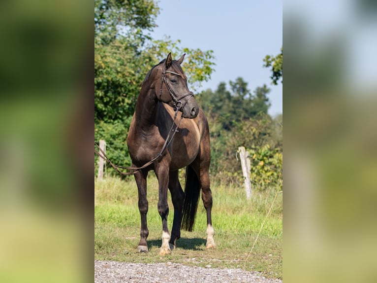 Caballo de deporte alemán Caballo castrado 4 años 171 cm Morcillo in Kraiburg am Inn