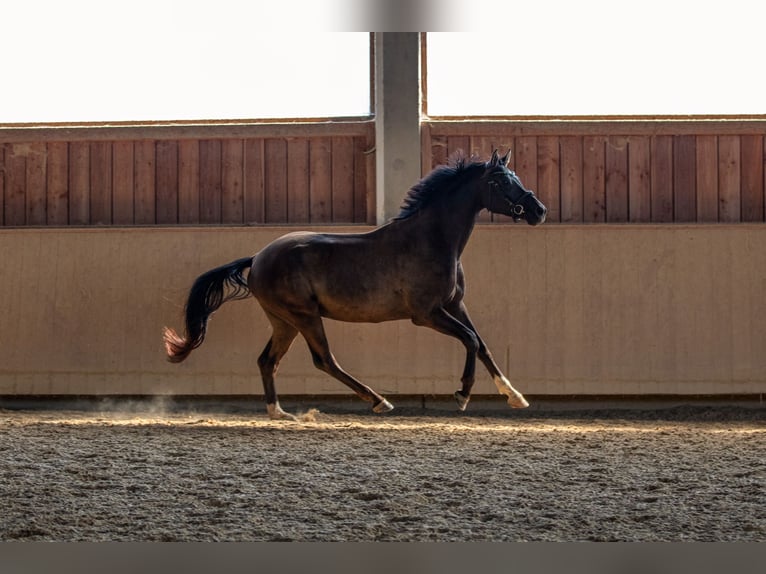 Caballo de deporte alemán Caballo castrado 4 años 171 cm Morcillo in Kraiburg am Inn