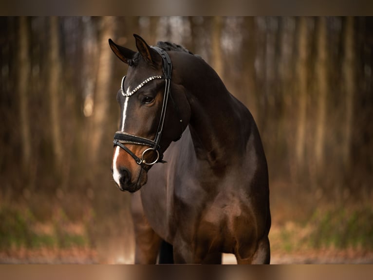 Caballo de deporte alemán Caballo castrado 4 años 171 cm Morcillo in Wehringen