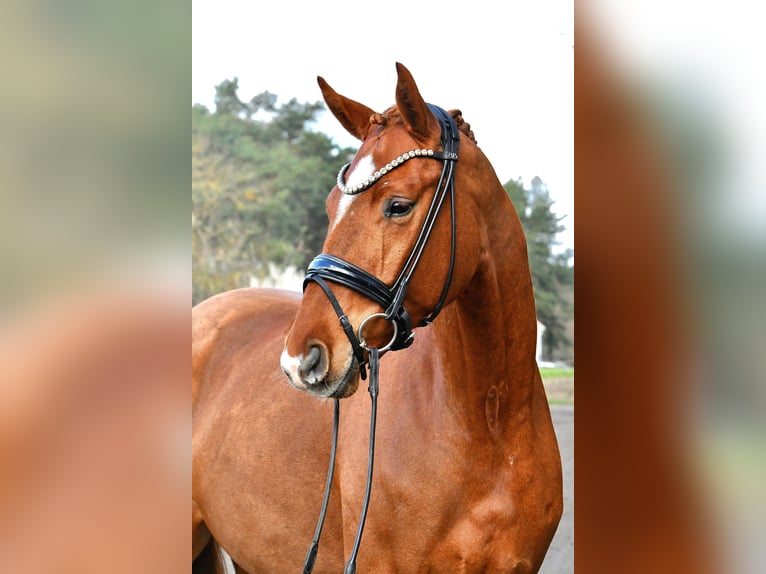 Caballo de deporte alemán Caballo castrado 4 años 172 cm Alazán in Kamern