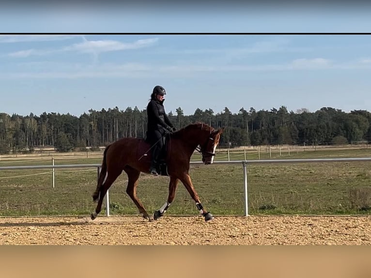 Caballo de deporte alemán Caballo castrado 4 años 172 cm Alazán in Neustadt (Dosse)